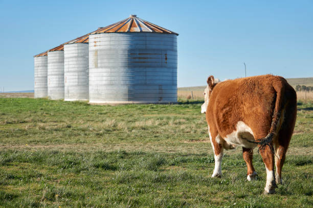 istock polled hereford cow looking at silos on field 1335302612