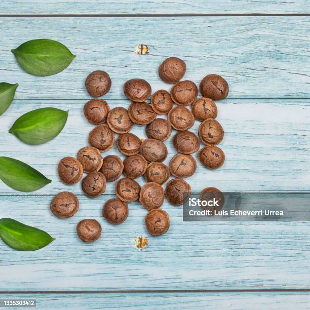 Plukenetia Volubilis Medicinal Plant Rich In Protein And Omega Stock Photo - Download Image Now