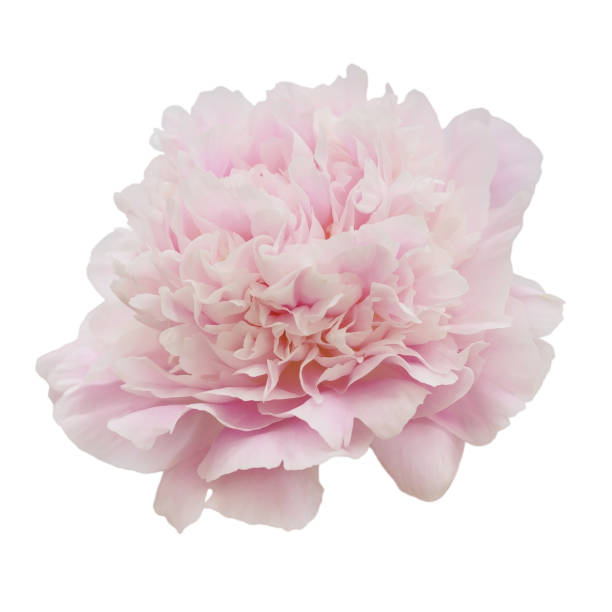 istock Pink peony flower isolated on a white background 1335303436