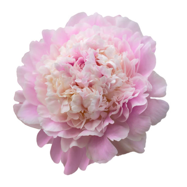 istock Pink peony flower isolated on a white background 1335303438