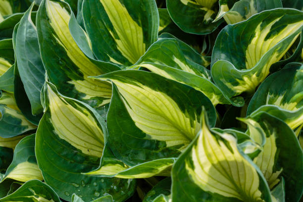 istock Nature background image. Beautiful Hosta leaves background. 1335303527