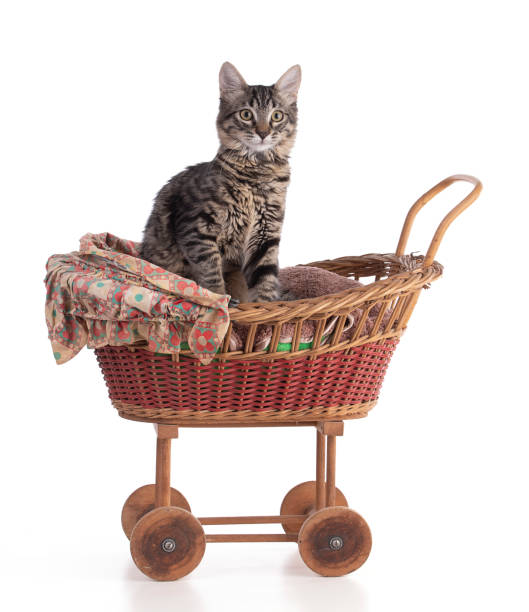 istock Cute gray tabby kitten in a doll baby carriage 1335304145