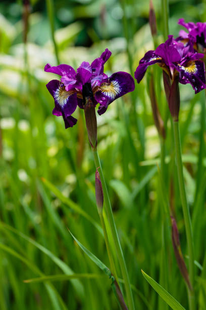 istock Purple siberian iris (Iris sibirica) flowering plant 1335304191