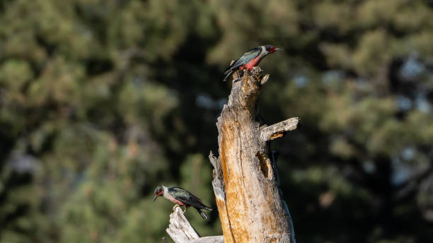 40+ Pic De Lewis Photos, taleaux et images libre de droits iStock