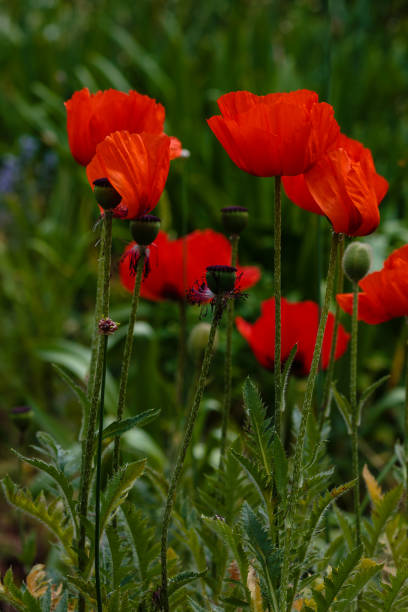 istock Oriental poppy red flower. 1335305029
