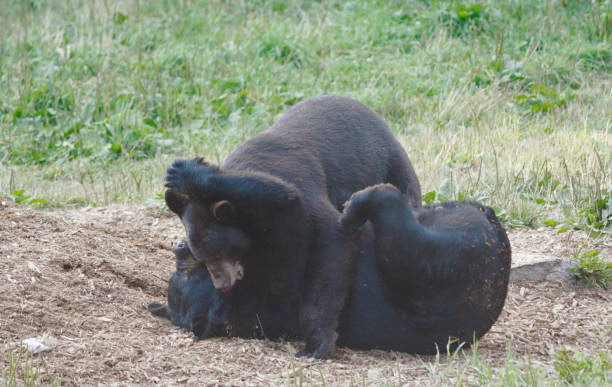istock Young Black Bears Tussling In A Meadow 1335305041