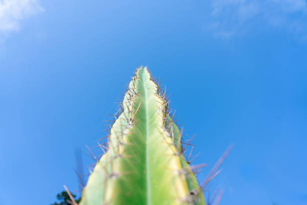 Tall spiky cactus green and growing upright against blue sky
