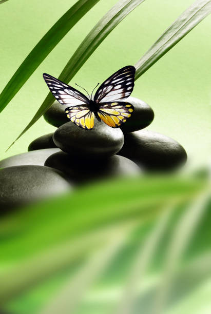 istock Spa stones with palm branch and butterfly on light background. 1335305176