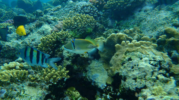 Assasi triggerfish or Arabian picassofish (Rhinecanthus assasi) and Sergeant major or Indo-Pacific sergeant (Abudefduf vaigiensis) undersea Assasi triggerfish or Arabian picassofish (Rhinecanthus assasi) and Sergeant major or Indo-Pacific sergeant (Abudefduf vaigiensis) undersea, Red Sea, Egypt, Sharm El Sheikh, Nabq Bay abudefduf vaigiensis stock pictures, royalty-free photos & images
