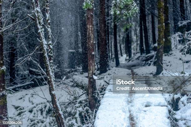 Scenic View Of Mountain Bike Trail In Snowy Rainforest Stock Photo - Download Image Now