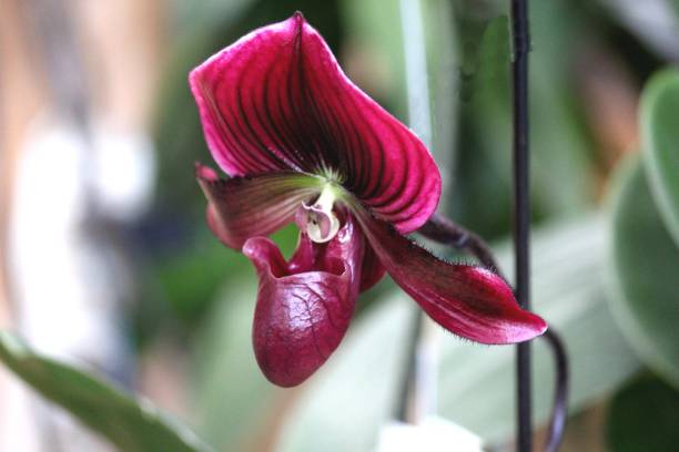 istock orchid flower plant 1335311136
