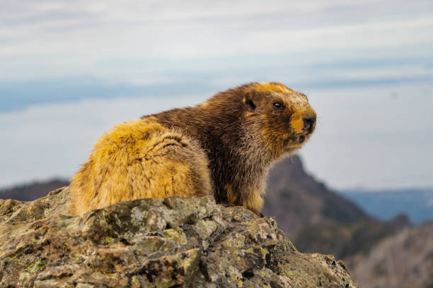 brązowy świstak - groundhog animal animal behavior beauty in nature zdjęcia i obrazy z banku zdjęć