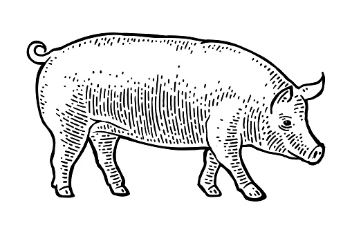Pig isolated on white background. Vector black vintage engraving illustration. Hand drawn in a graphic style.
