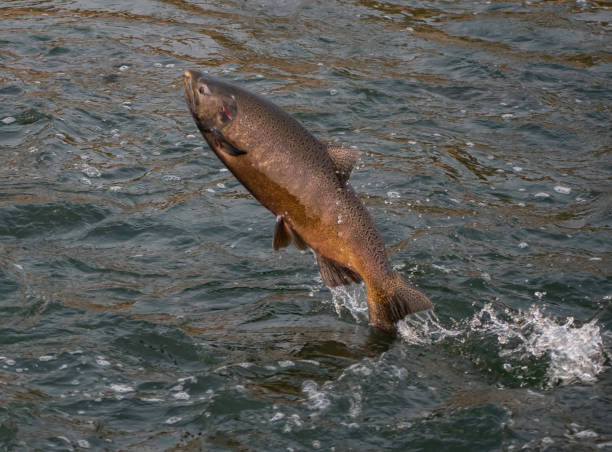 istock Hoping Salmon Run 2021 1335313380