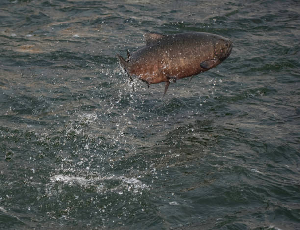 istock Up in the Air Salmon 1335313501