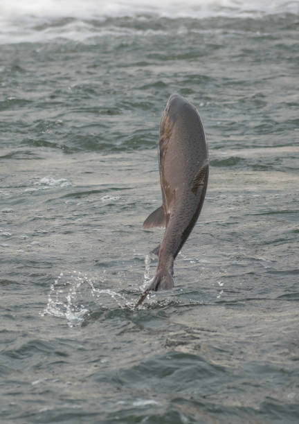 istock Behind the Jumping Salmon 1335313510