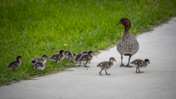 istock Australian wood duck  family (Chenonetta jubata) 1335315746
