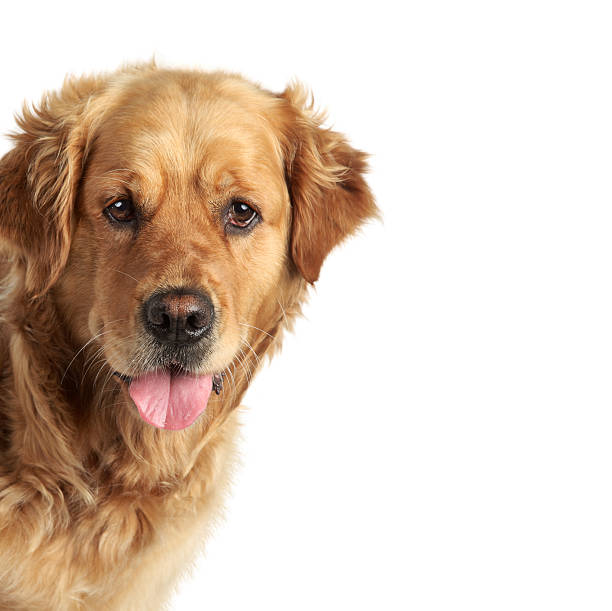 istock Golden retriever on white background 133531825