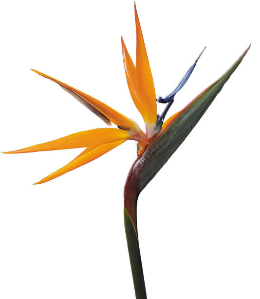istock Bird of Paradise Stem_Isolated 1335319617