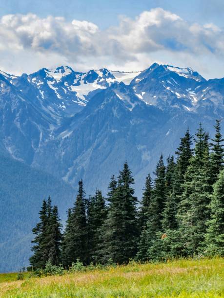 floresta e montanhas - olympic national park - fotografias e filmes do acervo