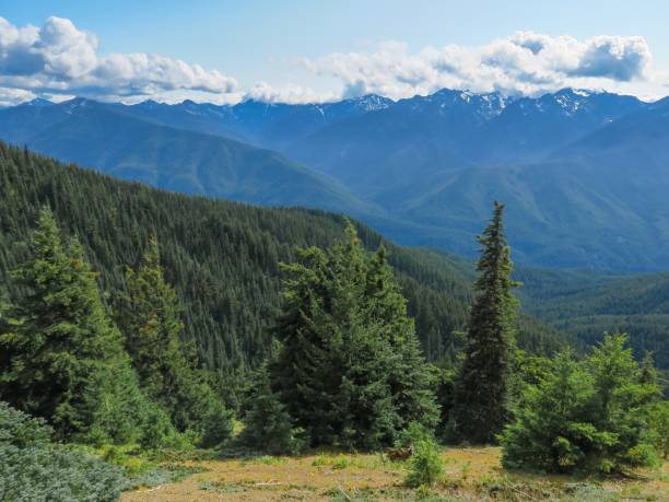 istock The Majestic Hurricane Ridge 1335320431