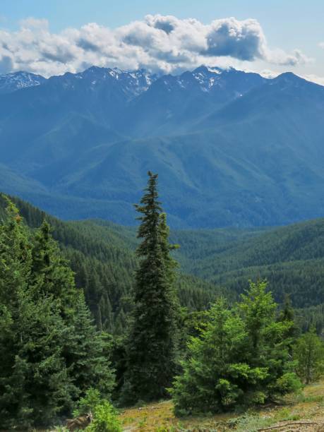 istock Evergreen Forest and Majestic Olympic Mountains 1335320434