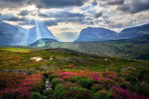 raios de sol no logan pass - montana mountain meadow flower - fotografias e filmes do acervo