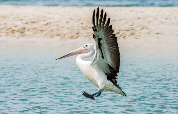 Close-up of an Australian pelican (Pelecanus conspicillatus) with its long beak and striking yellow eye near the water. This large waterbird is known for its distinctive pouch, black and white plumage, and graceful presence around rivers, lakes, and coastal areas.