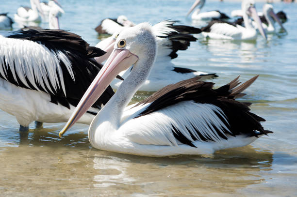 istock Pelican swimming with others in shallow water. 1335321149