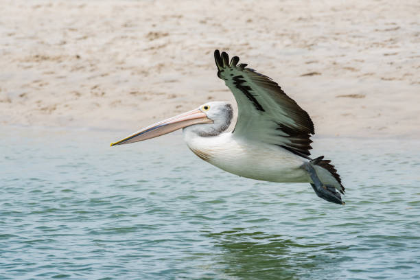 istock Pelican flying over the water close to shore. 1335321165