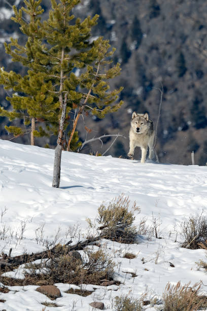 istock Gray wolf running over snowy hill top toward camera 1335323136