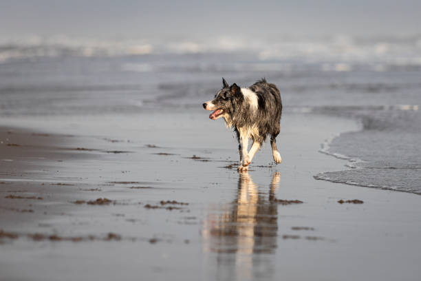 istock beautiful blue merle border collie dog standing on wet sand with reflection 1335324606