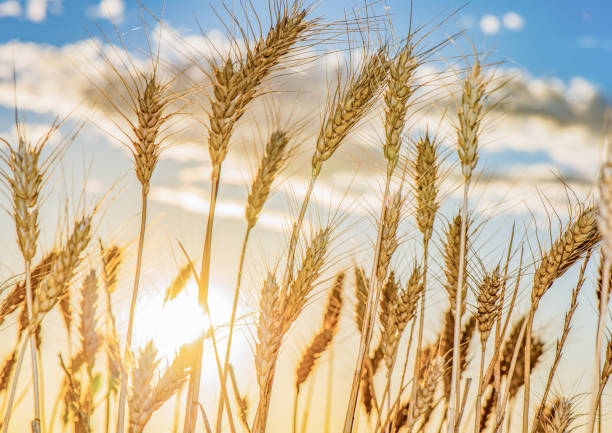 istock Grain in a field with the sun setting on the horizon 1335324730