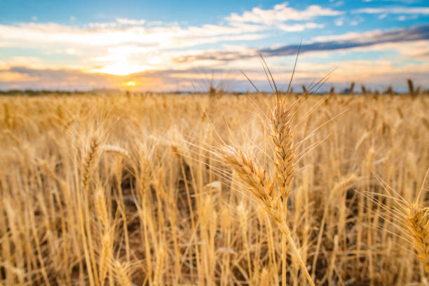 Grain in a field with the sun setting on the horizon