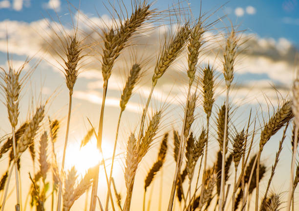 Close up of grain in the wind