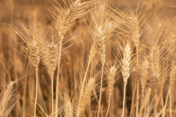 istock Fine details of grain. 1335324756