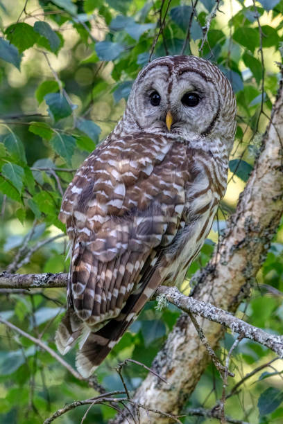 istock barred owl perched at a tree branch, Surrey, BC, Canada 1335324799