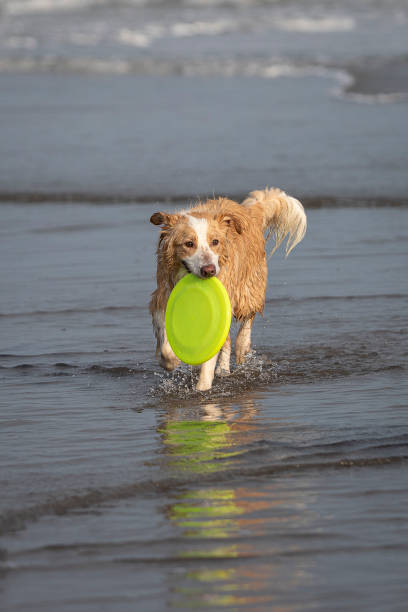istock happy tan colored wet collie dog playing fetch on the beach 1335325377
