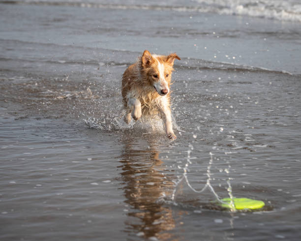istock happy tan colored wet collie dog playing fetch on the beach 1335325415