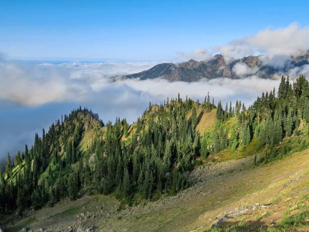 istock Misty Majestic Forested Valley in Olympic National Park 1335325515