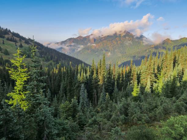 istock Majestic Valley in Olympic National Park 1335325537