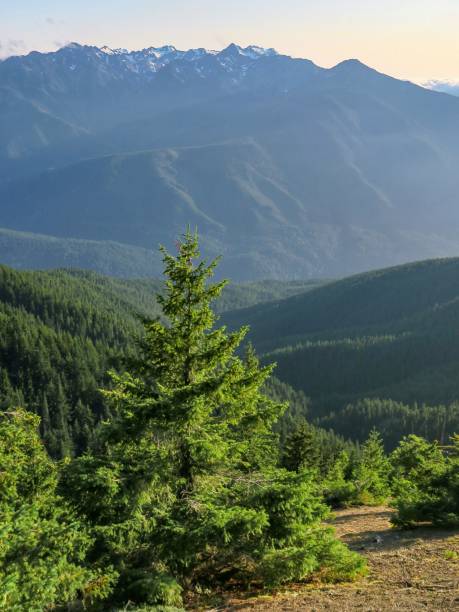 istock Majestic Valley in Olympic National Park 1335325541