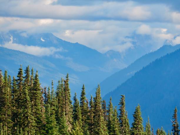 istock Majestic Forest and Mountains in Olympic National Park 1335325546