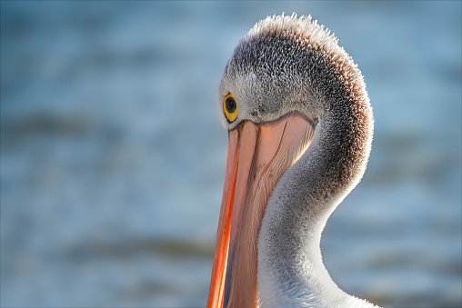 Pelican grooming itself on the beach
