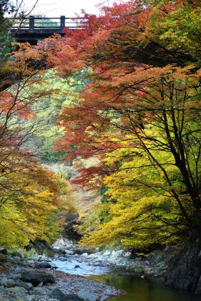 istock Oashi valley, Kanuma, Tochigi, in autumn 1335329663