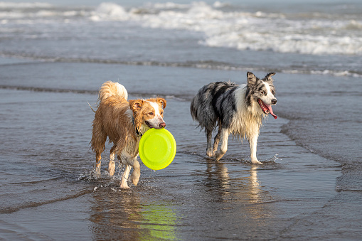 happy dogs on a sunny day playing with a frisbee in the water