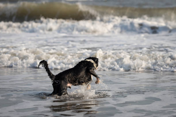 istock brave border collie dog swimming and jumping in troubled water 1335330708