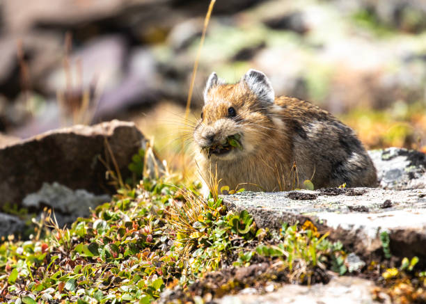 This animal needs to pick is meal to let it dried before consuming.  This is a really fast animal.  It is recognised to be related to rabbit.  It emit a very shrill sound.  Very funny to see.