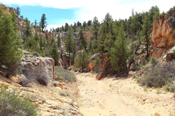 istock Landscape with a canyon 1335336188