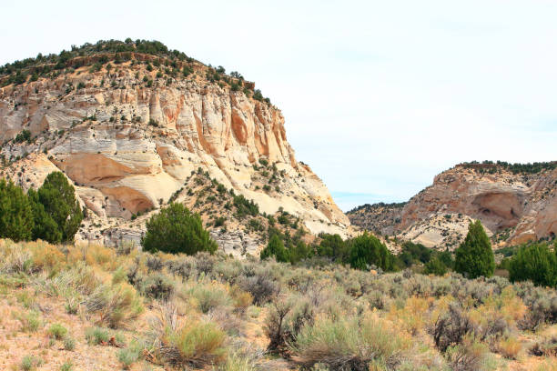 istock Landscape with rocks and trees 1335336189